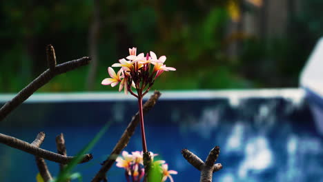 Flores-De-Plumeria-Tropical-Junto-A-La-Piscina-En-El-Patio-Trasero,-Incline-Hacia-Abajo-El-Enfoque-Selectivo-De-Cerca