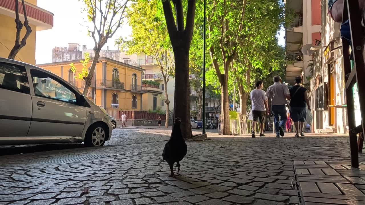 비둘기는 나폴리의 자갈로 된 거리에서 고 있습니다.