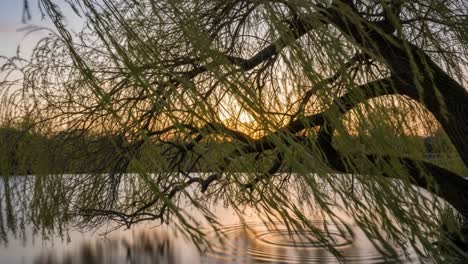 capturing the serenity of nature: a beautiful sunset reflected on water with gentle ripples beneath a willow tree's graceful weeping branches