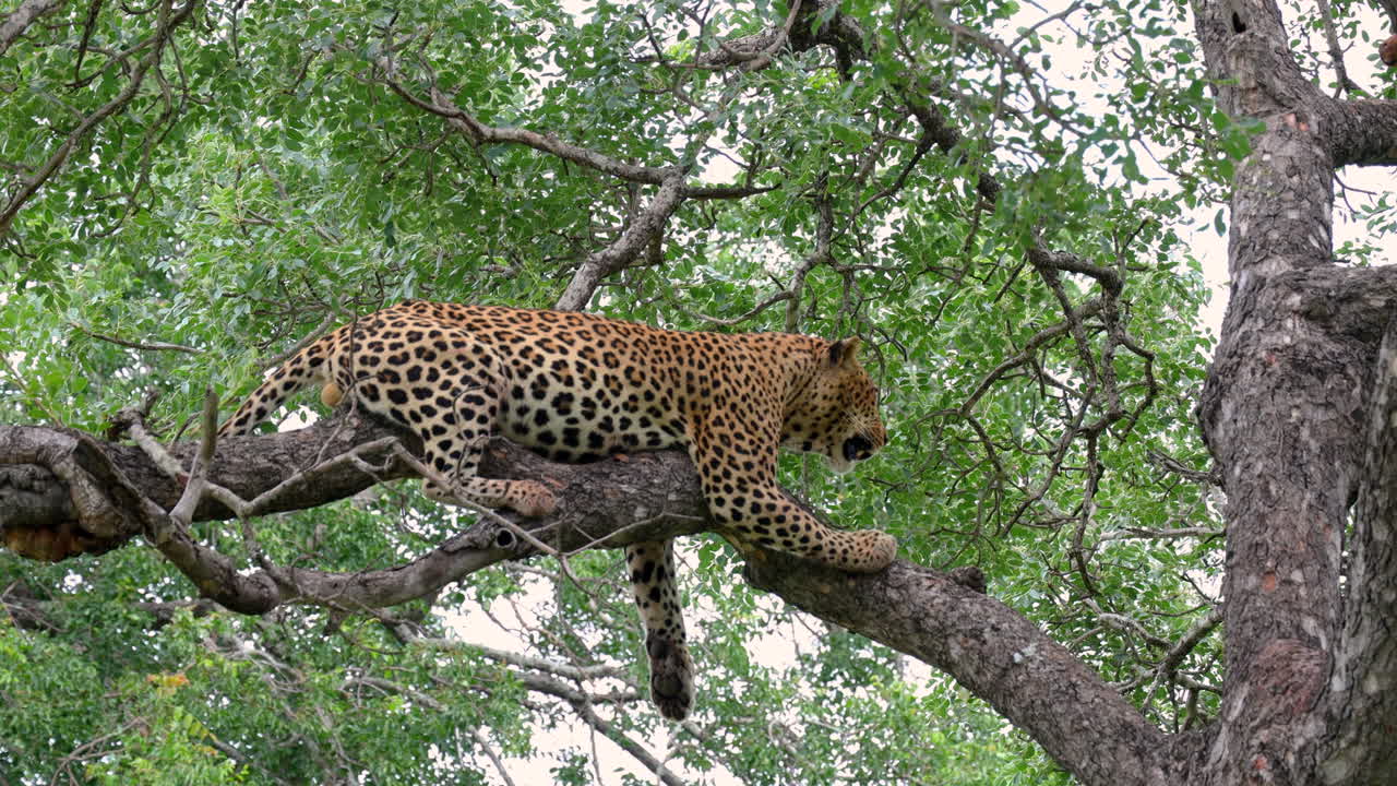 leopardo africano descansando en la rama de un árbol en la reserva privada de caza sabi sands, sudáfrica
