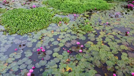 water lily standing among the mosses, pond river sea, water lily blooming, beautiful aerial shot, group, blossom , field, top