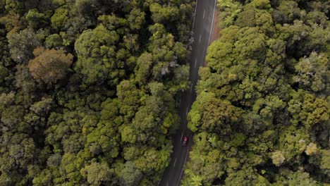 vista de drones de arriba hacia abajo de un coche rojo conduciendo por una carretera a través de un espeso bosque verde