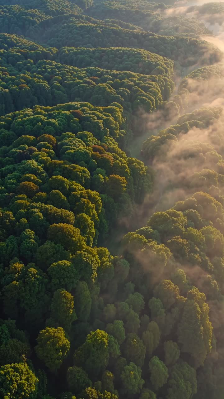 Aerial view of lush green forest with misty atmosphere, showcasing a ...
