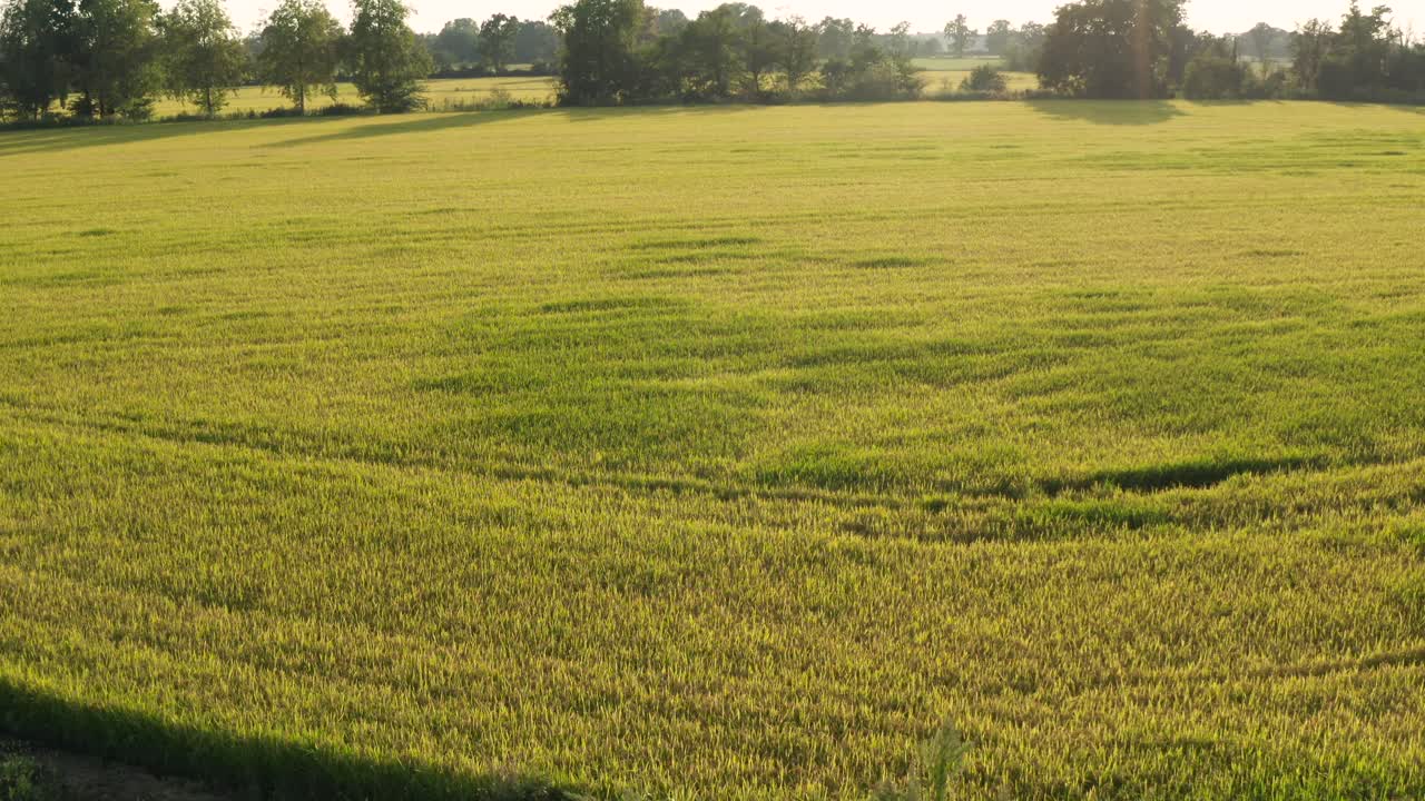 Awesome drone view of rice fields North of Italy,Lombardy
