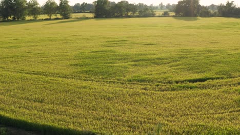 Impresionante-Vista-De-Drones-De-Los-Campos-De-Arroz-Al-Norte-De-Italia,-Lombardía