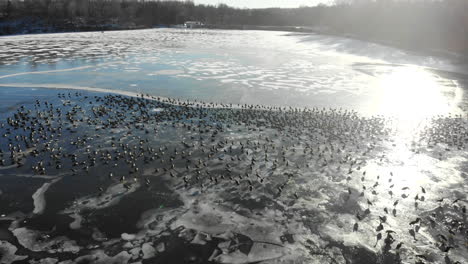 flying low over a large gathering of geese on a partially frozen lake in the middle of winter