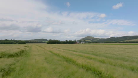 Golden-wheat-field-on-calm-summer-day-in-Norway,-aerial