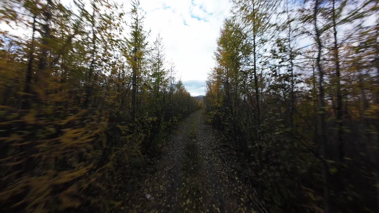 Experience a breathtaking journey through vibrant autumn trees as a drone glides over a tranquil forest path, revealing the beauty of nature's seasonal transformation and serenity.