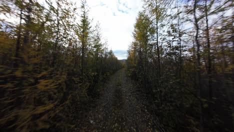 experience a breathtaking journey through vibrant autumn trees as a drone glides over a tranquil forest path, revealing the beauty of nature's seasonal transformation and serenity.