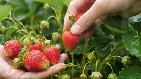 harvesting fresh strawberries: a close up of hands picking juicy red berries surrounded by lush green foliage, celebrating nature's bounty and healthy eating