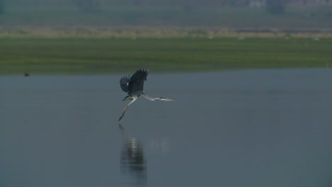 grey heron take off and fly away