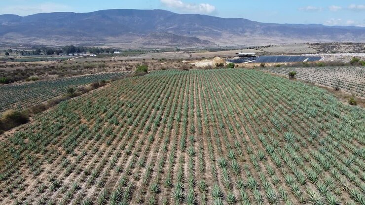 Incredibile prospettiva aerea sopra campi di agave, paesaggio caratteristico, Oaxaca, Messico