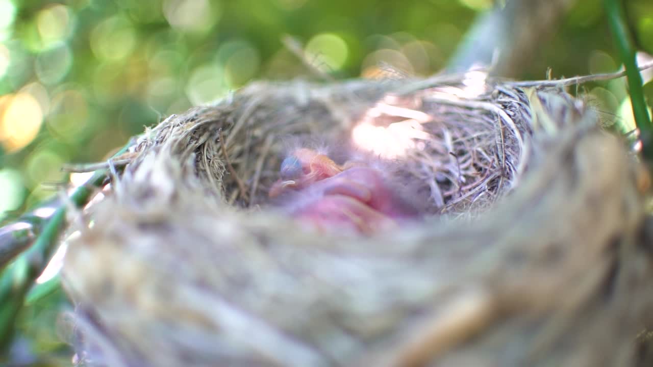 Black bird in a nest feeding baby birds