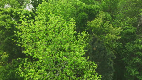 aerial view showing green leaves on tree waving in wind during sunny day