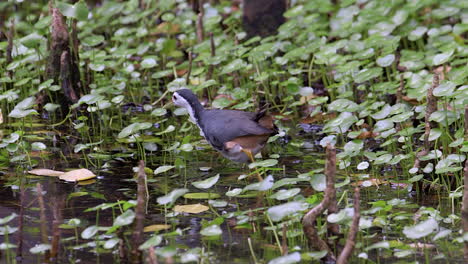 Una-Gallina-De-Agua-De-Pecho-Blanco-Que-Camina-Sobre-Las-Aguas-Poco-Profundas-En-Busca-De-Comida---Plano-General