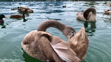 Primeros-Planos-De-Un-Cisne-Marrón-Limpiándose-En-El-Lago-Mondsee-Con-Otros-Cisnes-Y-Patos-En-El-Fondo