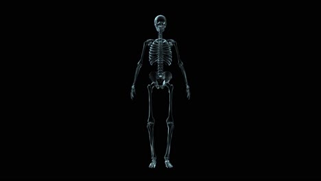 Medizinische-3D-Animation-Eines-Sich-Drehenden-Menschlichen-Skeletts-(Schleife)-3