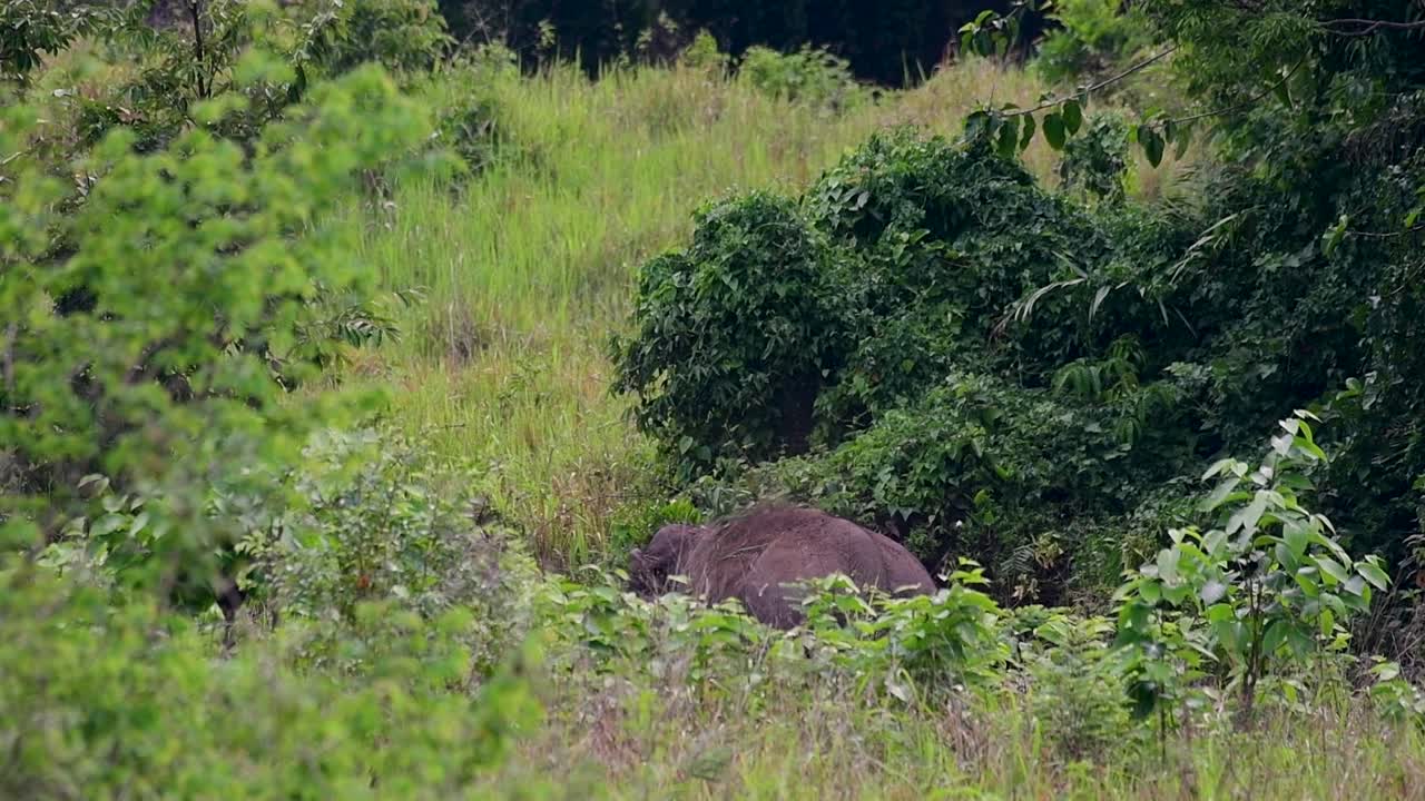 Aasian norsut ovat uhanalaisia lajeja ja elävät myös Thaimaassa