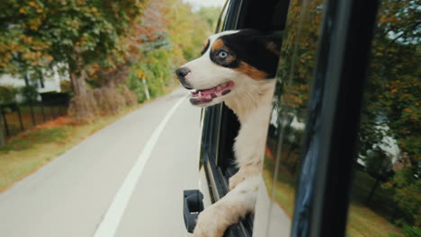 happy dog looking out of car window