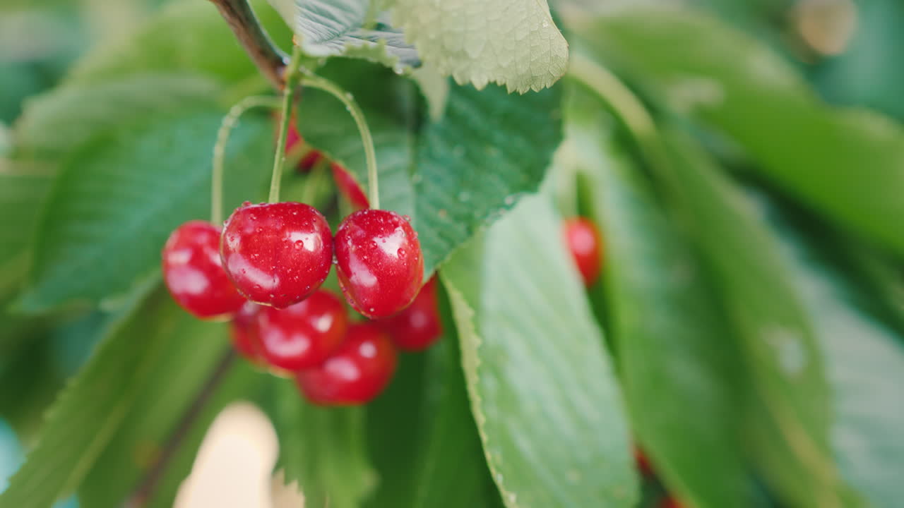 달콤한 체리의 즙이 많은 열매는 나무 4k 비디오에서 자랍니다.