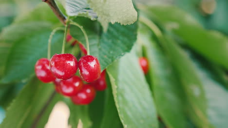 juicy berries of sweet cherry grow on a tree 4k video