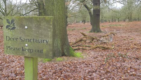 deer sanctuary please keep out conservation warning sign in woodland with fallow deer in background