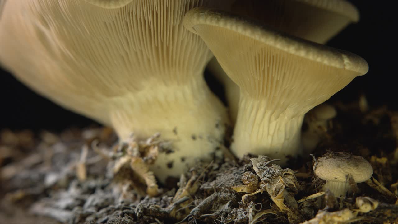 enfoque de estantería de cerca de hongos comestibles aislados sobre un fondo negro