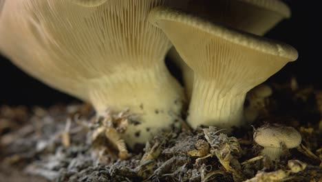 rack focus close up of edible mushrooms isolated on black background