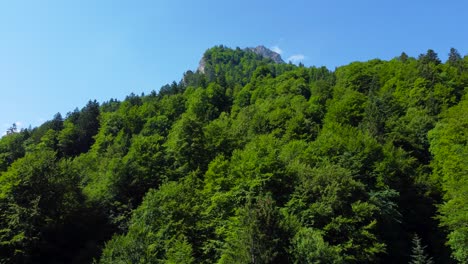 Aerial-Shot-of-Dense-Forest-Near-Berglistüber-Waterfall-in-Switzerland