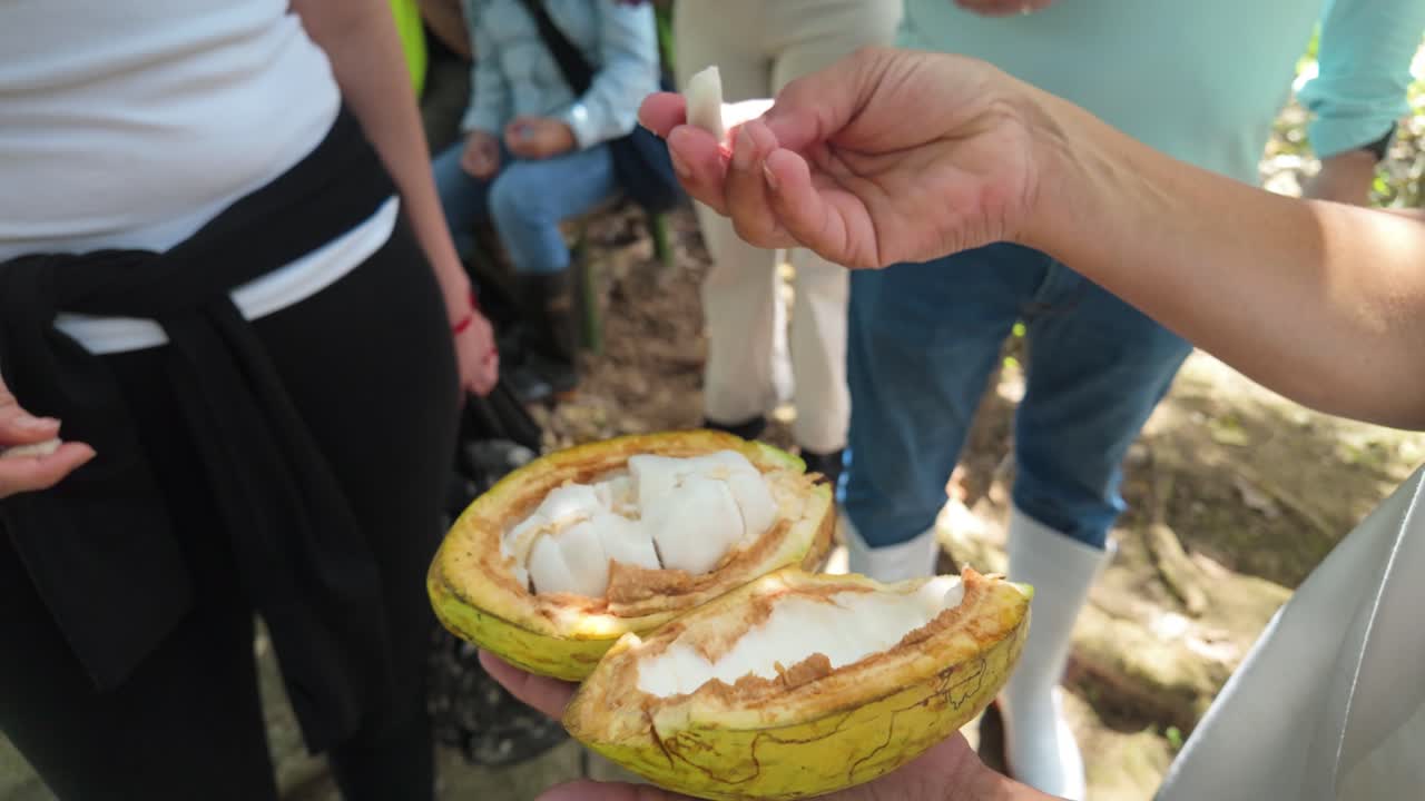 Fresh cocoa pod being opened, revealing the white pulp inside, with group in background