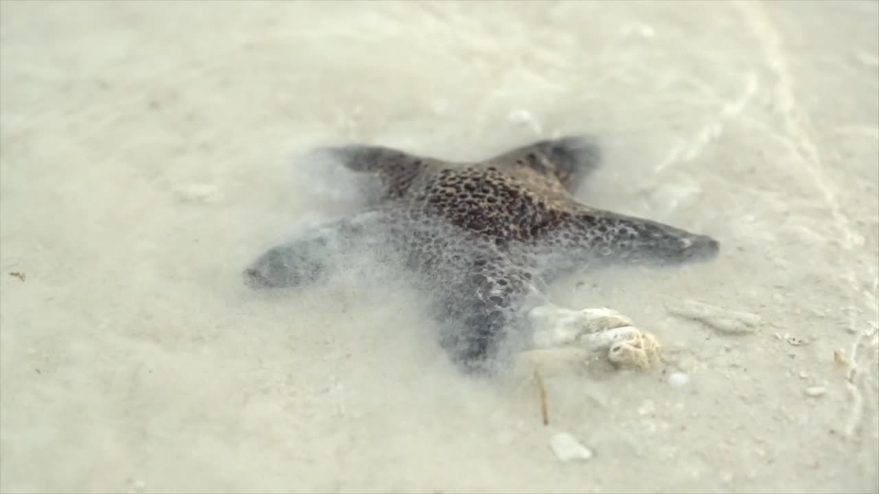 Bintang laut di pantai