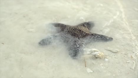 estrella de mar en la orilla