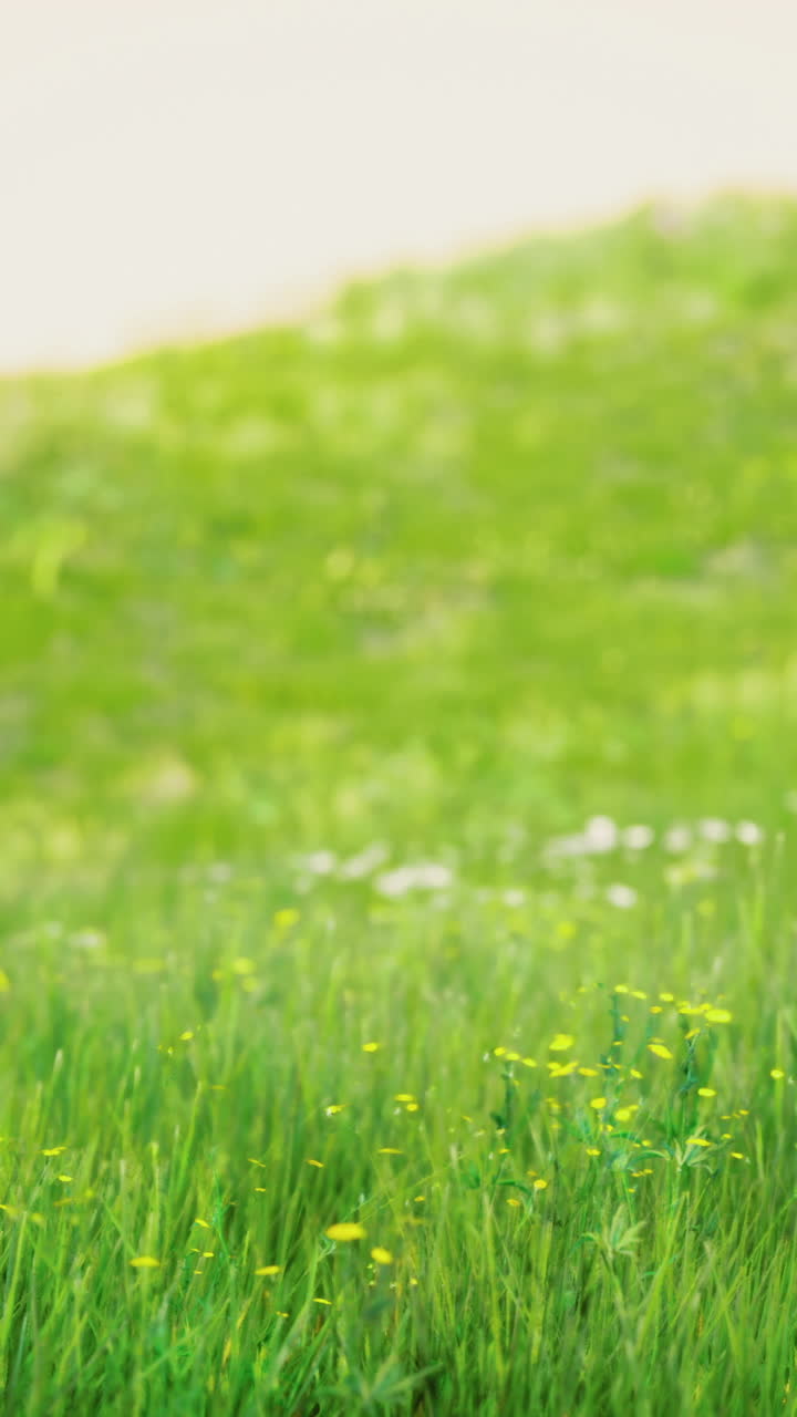 Vibrant green meadow with wildflowers under soft sunlight in spring