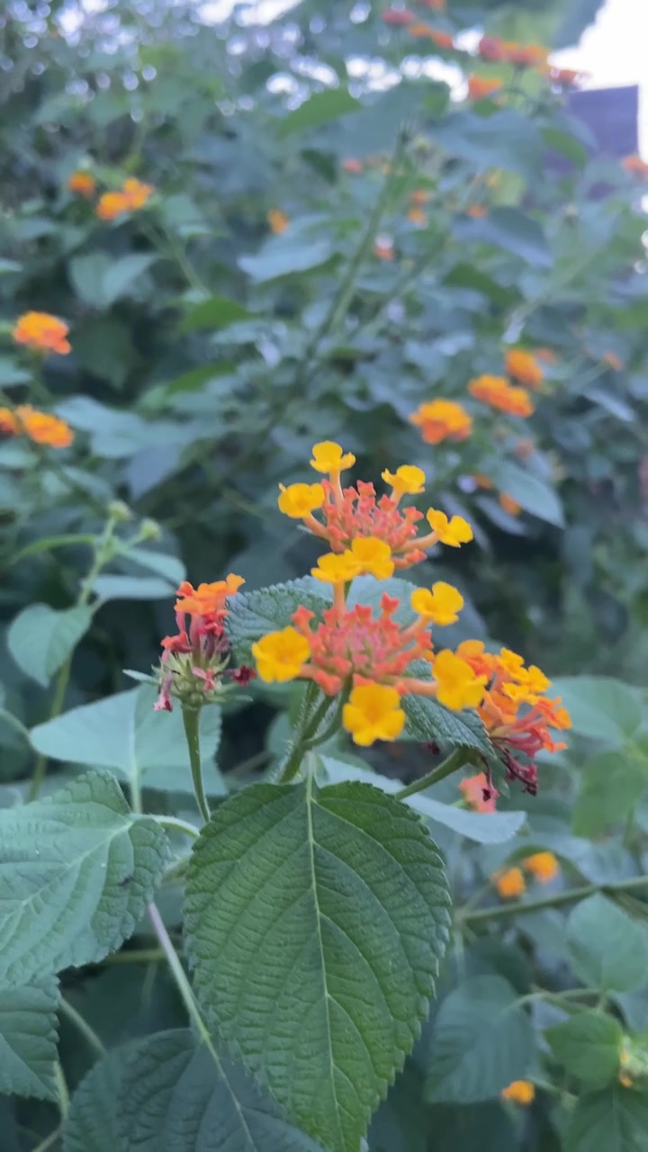 Primer plano de vibrantes flores de lantana naranjas y amarillas en un jardín