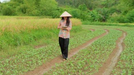 Bäuerin,-Die-Auf-Einer-Feldplantage-In-Asien-Arbeitet,-Trägt-Einen-Traditionellen-Reishut-Und-Verwendet-Ein-Tablet,-Um-Die-Effizienz-Auf-Landwirtschaftlichen-Feldern-Zu-Steigern