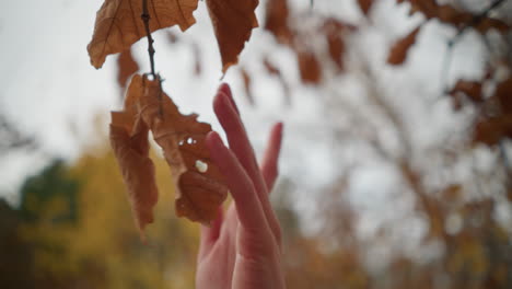 soft hand gently reaches out to touch a crisp, dry autumn leaf, suspended on a delicate branch, the background is blurred, highlighting the serene beauty of fall foliage in a peaceful outdoor setting