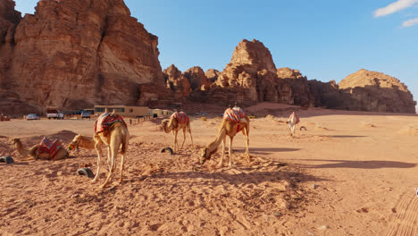 camellos descansando en el campamento beduino tradicional, wadi rum