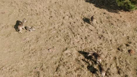 drone aerial of zebra herd standing in the sun on a cold morning in the wild