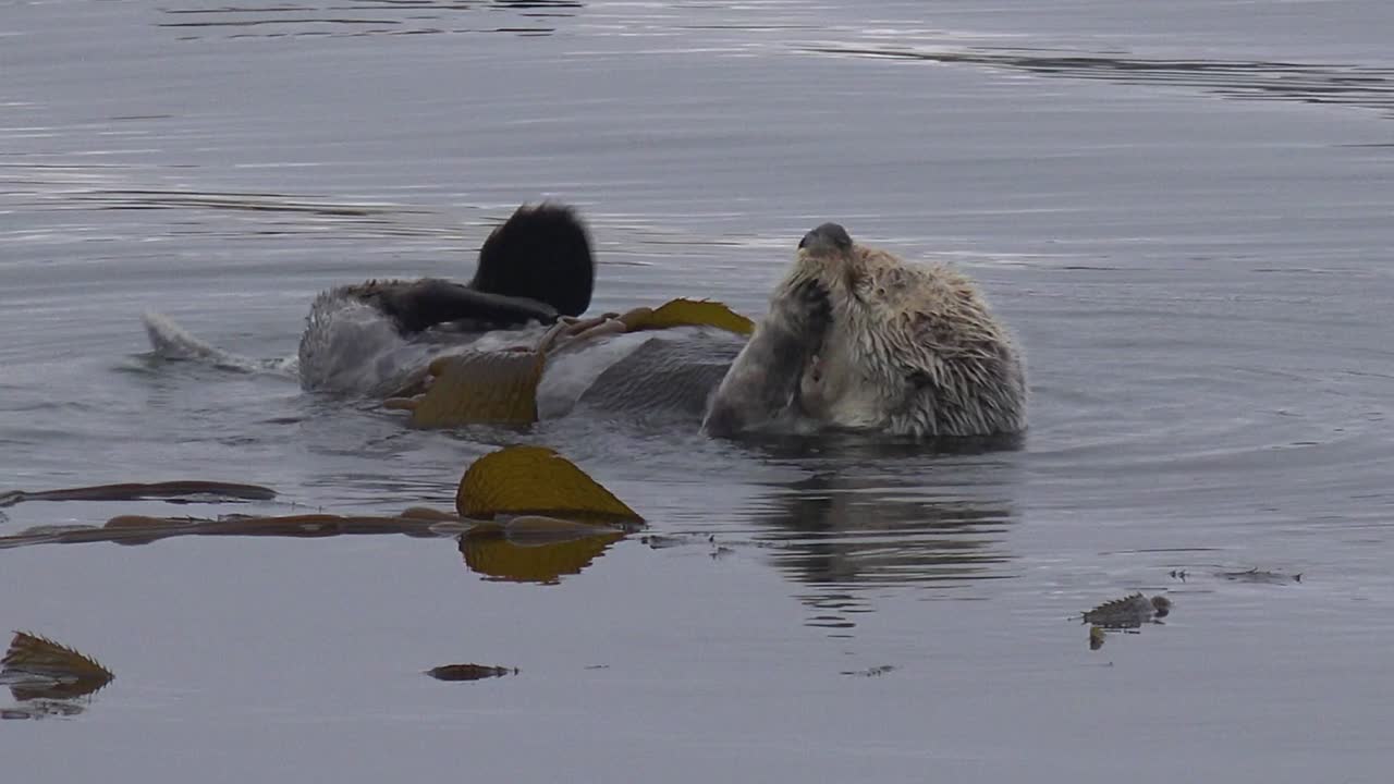 una nutria marina se revolca en algas para evitar alejarse flotando en una escena oceánica divertida y feliz