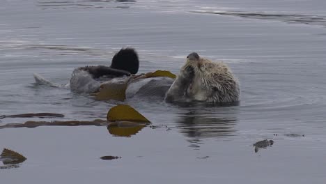 a sea otter rolls in seaweed to keep from floating away in a playful, happy ocean scene