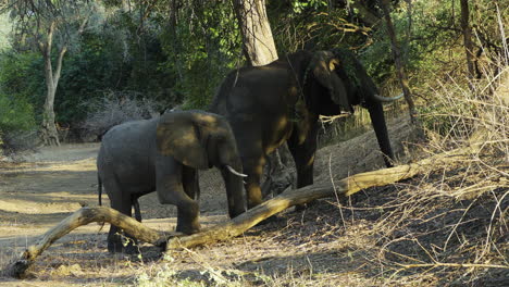 massive elephant bull in a forest clearing during late sunny afternoon