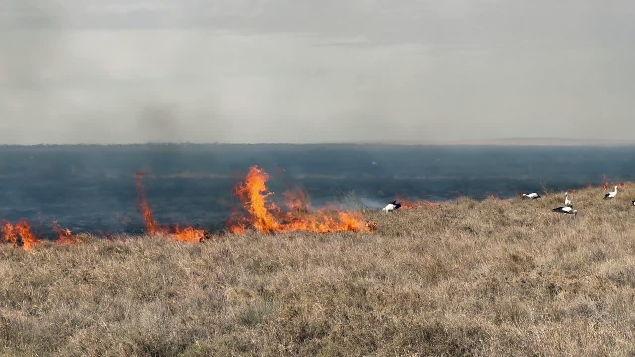Panoramica a destra di cicogne bianche (Ciconia ciconia) che catturano insetti e piccoli animali in fuga dalle fiamme durante un incendio nel Parco nazionale del Serengeti, Tanzania