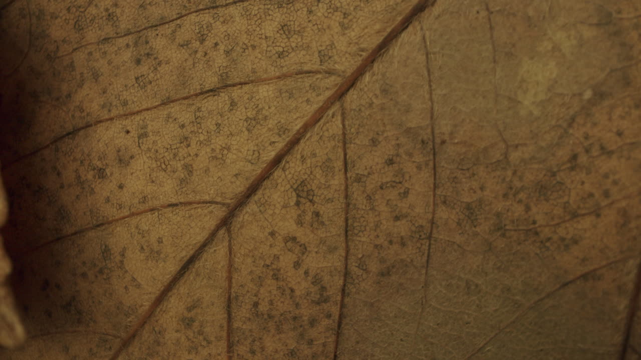 hoja marrón claro girando en el sentido de las agujas del reloj en una placa giratoria