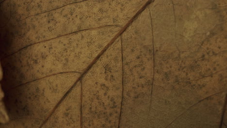 light brown leaf spinning clockwise on a rotating plate