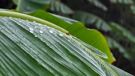 wet banana leaf