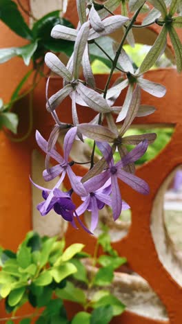 purple hanging flowers