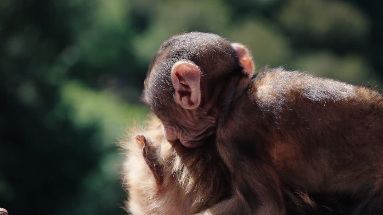 Close-up of a baby Barbary macaque gently holding onto its mother’s head at Ouzoud Waterfalls, Morocco.