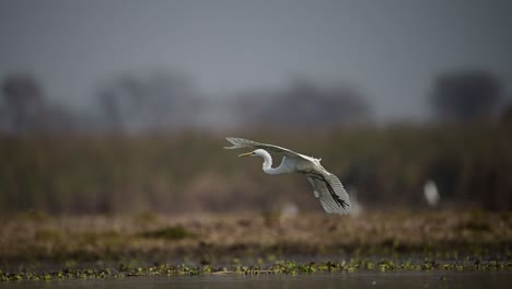 El-Gran-Vuelo-En-Humedal