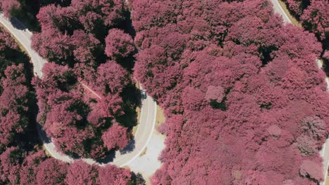 Purple-colored-trees-in-a-timelapse-of-driving-cars-at-a-double-bending-road-as-an-impressive-top-shot