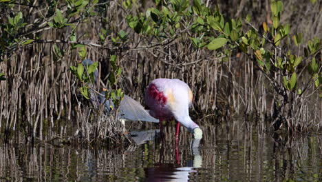 Espátula-Rosada-Acicalándose-Las-Plumas-Y-Limpiando-El-Pico-Mientras-Está-Parado-En-El-Agua-En-Merrit-Island,-Florida